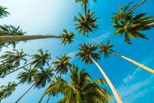Beautiful Coconut Palm Tree On Blue Sky Stock Photos