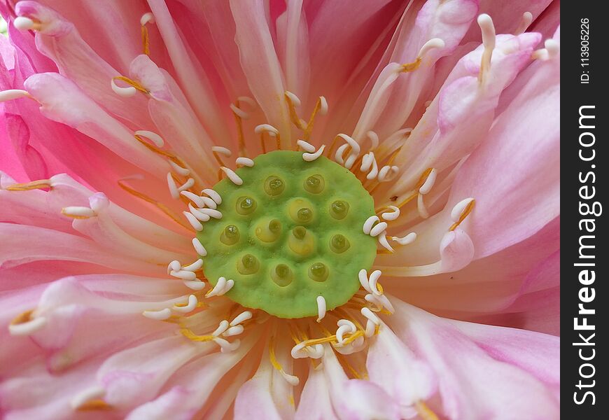 Seedpod Of The Lotus Flower