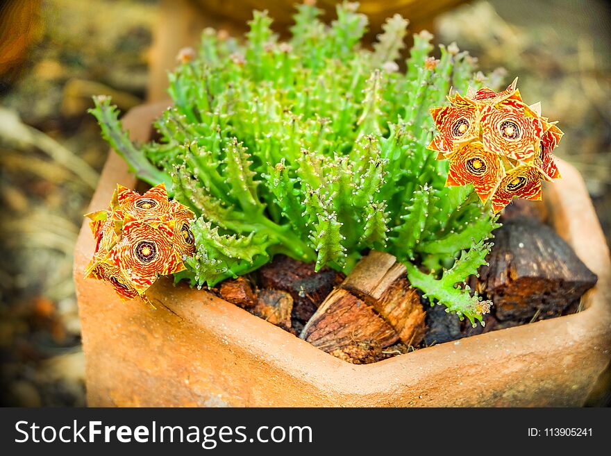 Tree pot same paper flowers nature plant garden beauty nature. Tree pot same paper flowers nature plant garden beauty nature