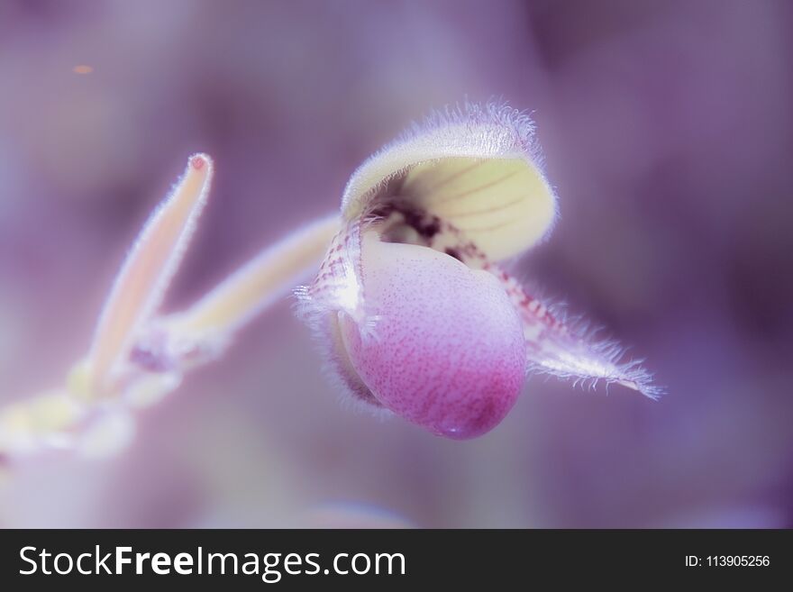 Purple Lady`s Slipper Orchid soft background