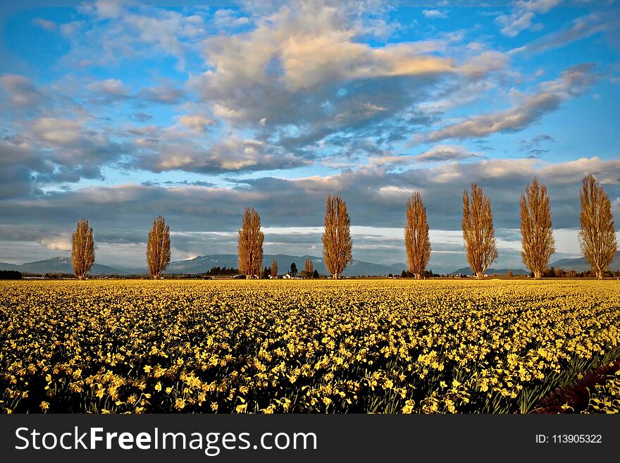 Scenic view of trees on tulips fields.