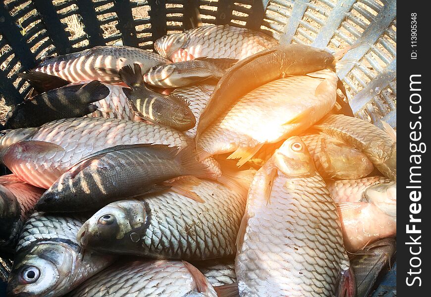 Silver barb fish in plastic basket