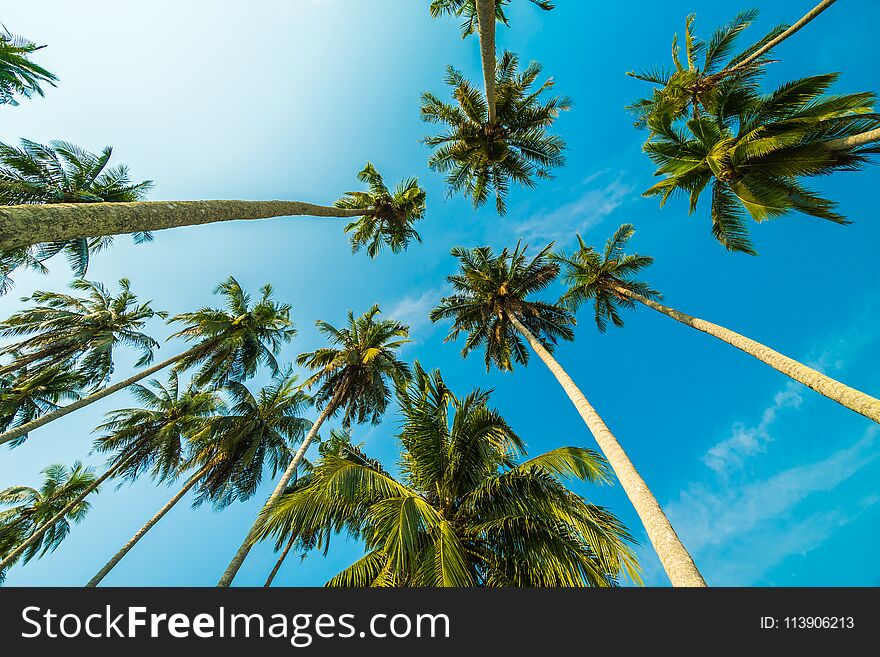 Beautiful coconut palm tree on blue sky background