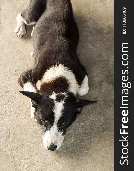 Cute dog on cement floor