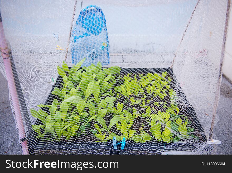 Small tree plant protected by cover with mesh, agriculture