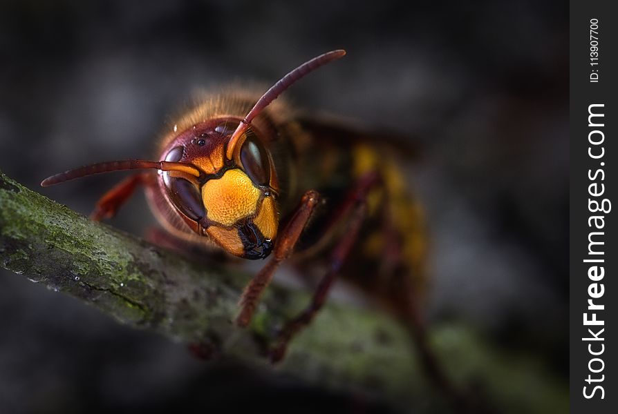 Yellow Jacket Wasp Macro Photography