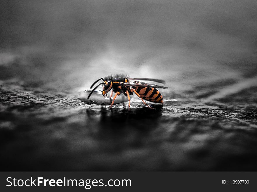 Gravid Yellow Jacket Wasp Closeup Photography