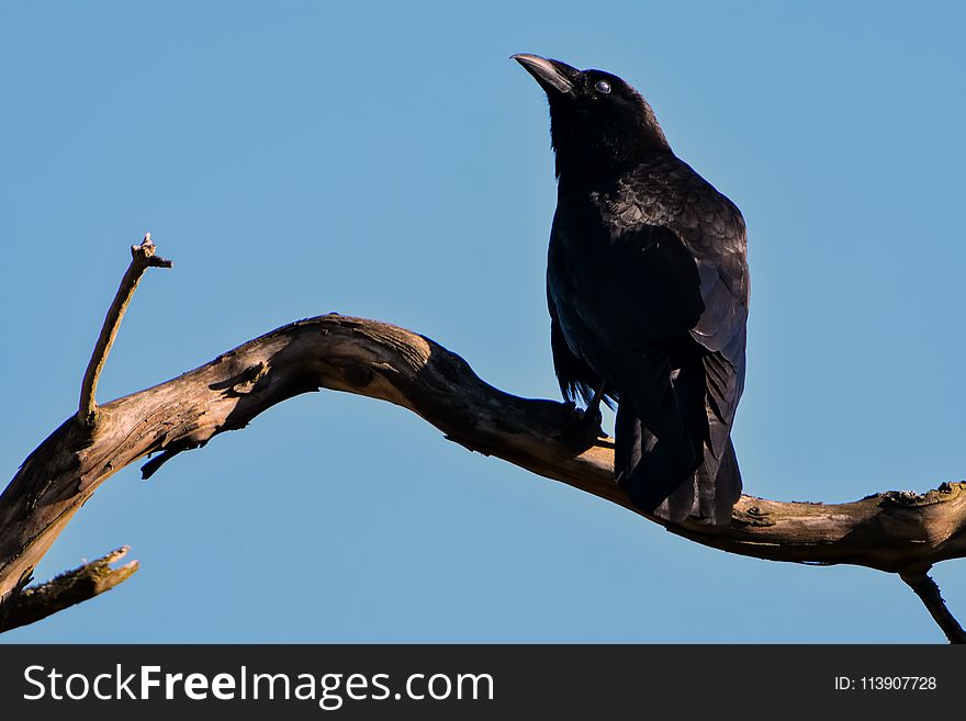 Black Bird on Top of Brown Driftwood