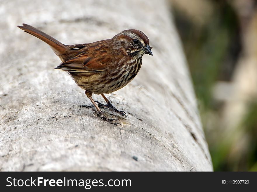 Close Up Photo Of Brown Sparrow Bird