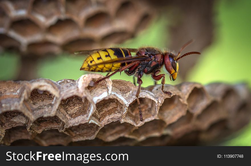 Yellow Jacket Wasp on Hive Closeup Photography