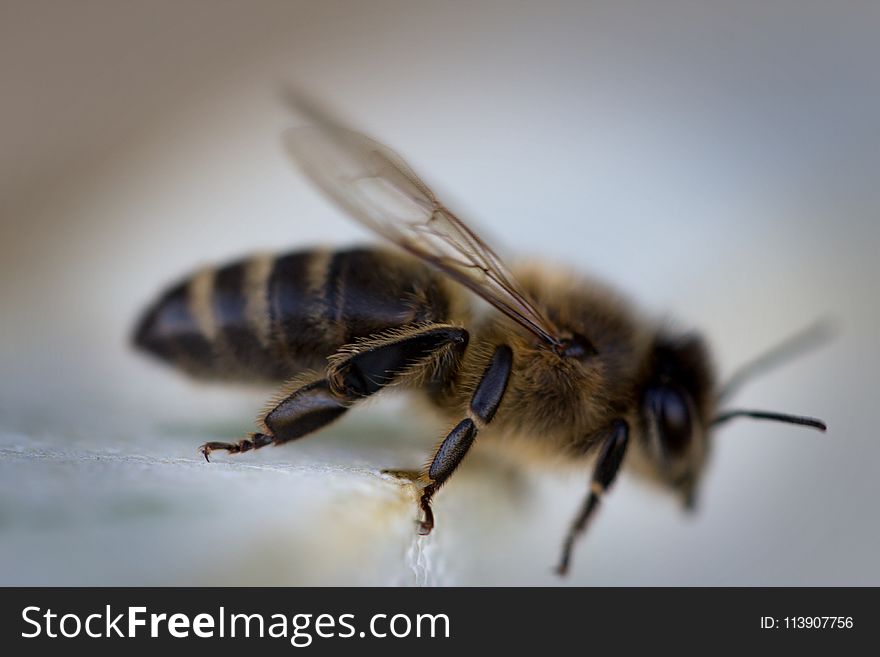 Honeybee Closeup Photography