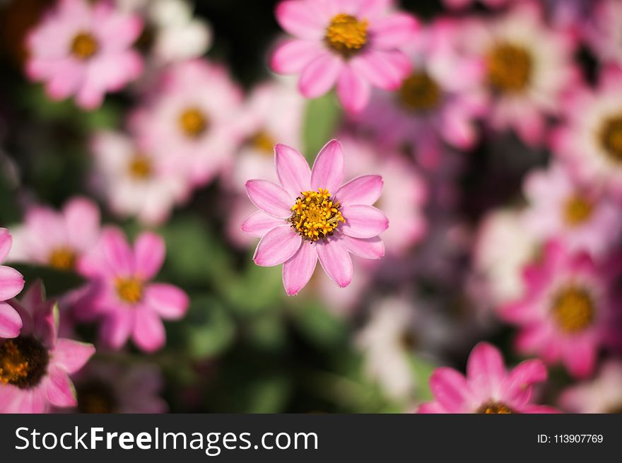 Close-Up Photography Of Pink Flower