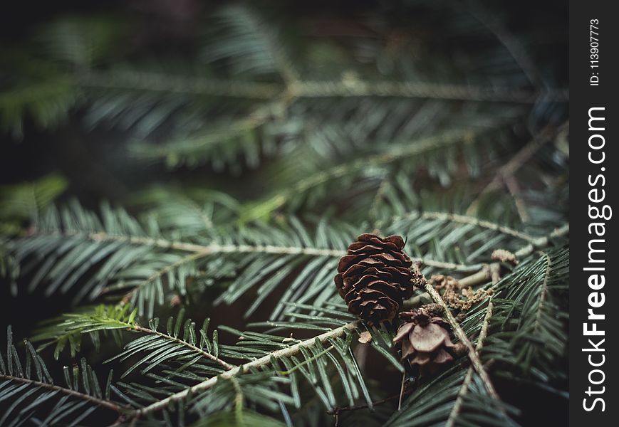 Close-Up Photography of Brown Pine Cone on Green Leaves