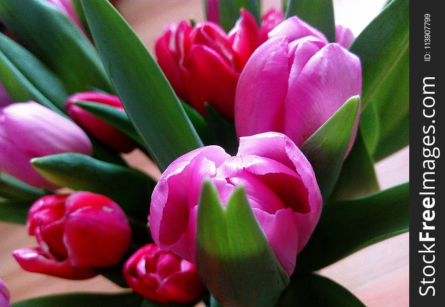 Close-Up Photography of Tulips