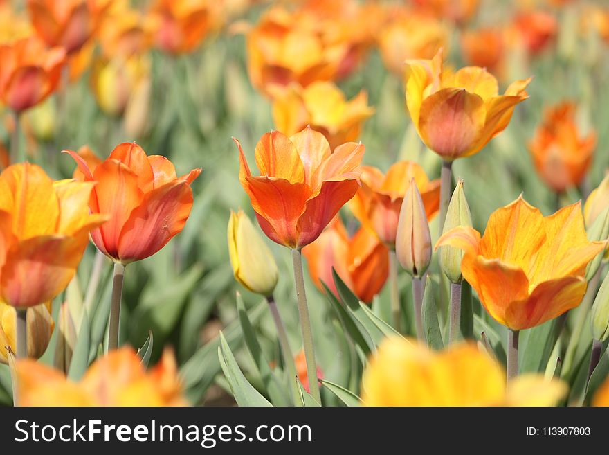Orange Tulip Field