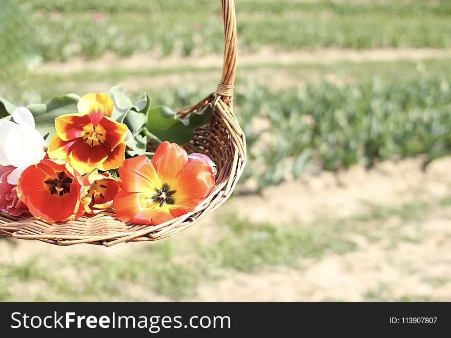 Assorted Flowers On Brown Wicker Basket