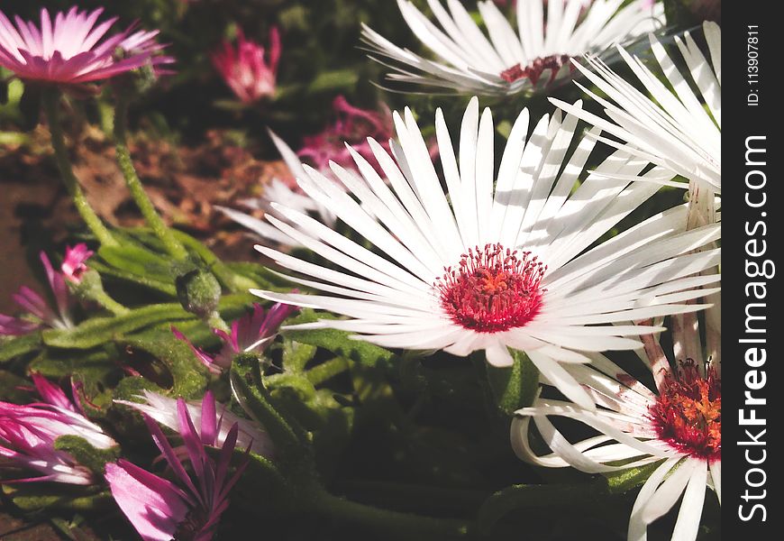 Close-up Photo Of A White Petaled Flowers