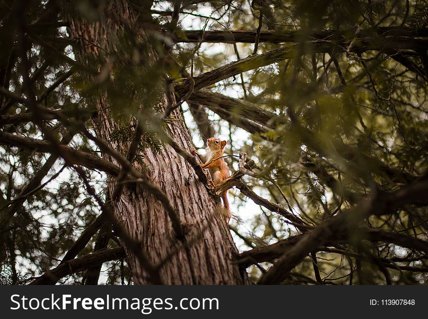 Selective Focus Photograph of Squirrel on Trunk