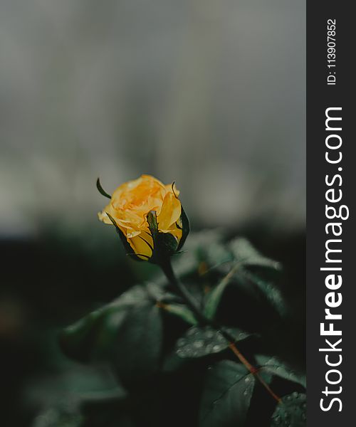 Selective Focus Photography Of Yellow Rose