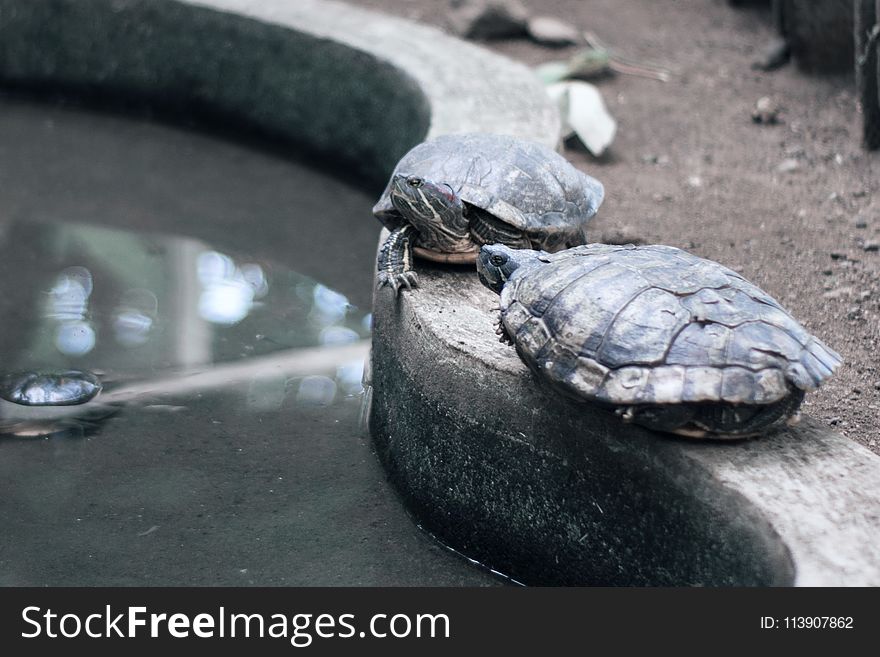 Turtles