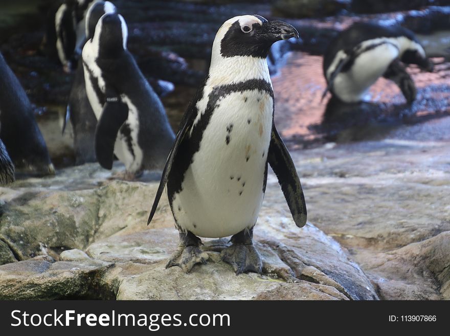 Black And White Penguins