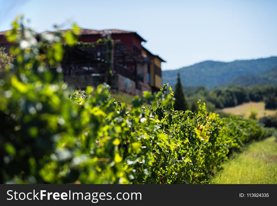 Vineyard in summer. Close up of bunch of grapes and vines