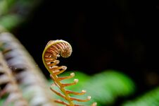 Young Leaves Of Fern Growing In Tropical Thailand. Royalty Free Stock Photos
