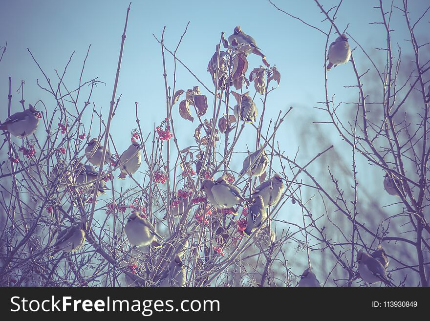 Hungry waxwing birds sitting on frosted tree branches, filtered. Hungry waxwing birds sitting on frosted tree branches, filtered.