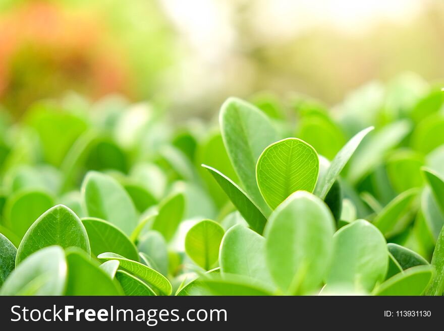 Natural Green Plants Background Or Wallpaper. Nature View Of Green Leaf In Garden At Summer Under Sunlight.