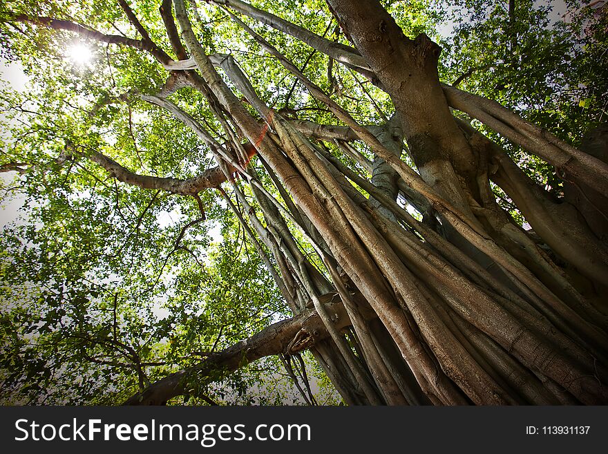 Big banyan tree trunk in the park. Beautiful landscape with tree roots at phetchaburi, Thailand.