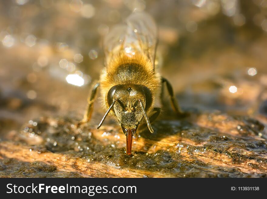 Macro photo bee that drinks water in springtime. Insects and water.