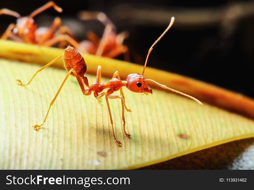 Red ant walk on a yellow leaf