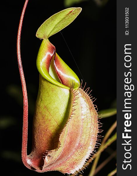 Insectivorous plants Nepenthes Ampullaria close up