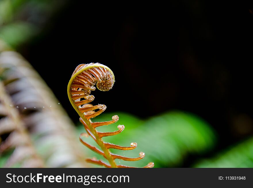 Young Leaves Of Fern Growing In Tropical Thailand.