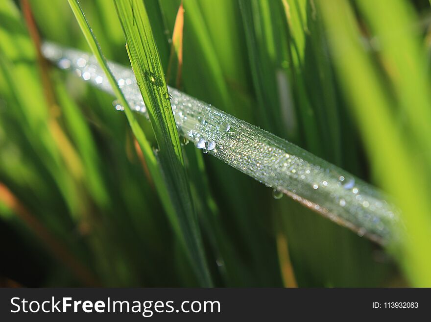 Photo close up of dew at rice field at curug cilember, salak mountain, west java indonesia, natural tonen