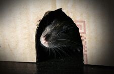Gray Rat Peeking Out Stock Photography
