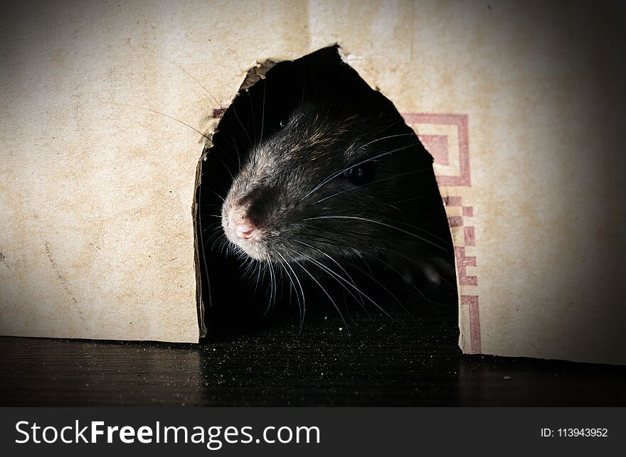 Gray rat peeking out of the box close-up