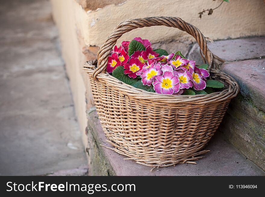 Closeup of colorful primroses in a wooden basket in the street decoration