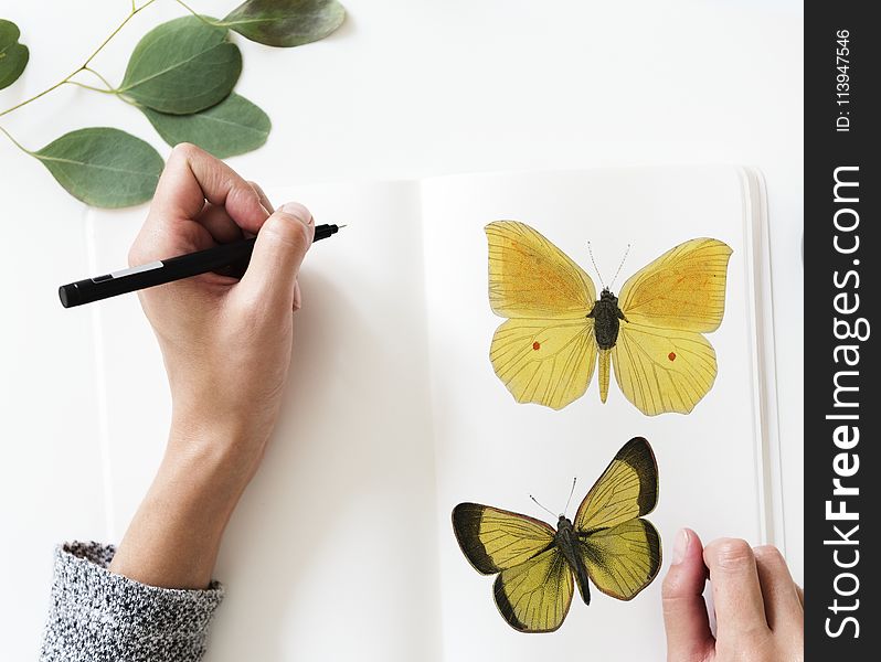 Photo of a Person Drawing a Butterfly