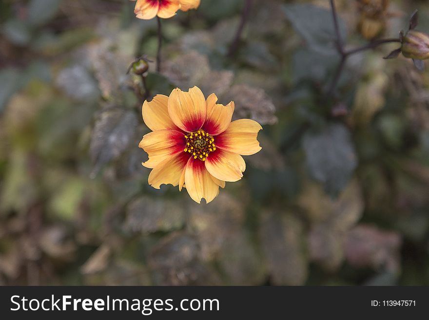 Selective Focus Photo of Yellow Petaled Flower