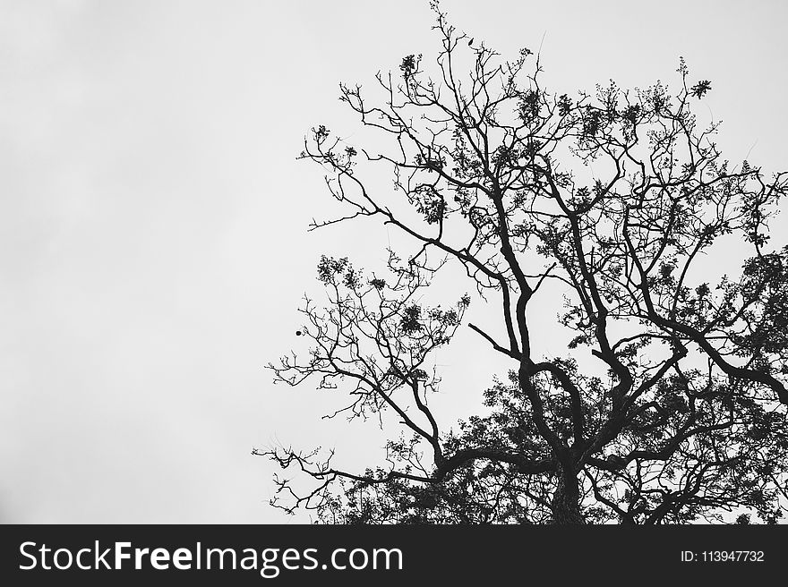 Silhouette Photo of Withered Tree