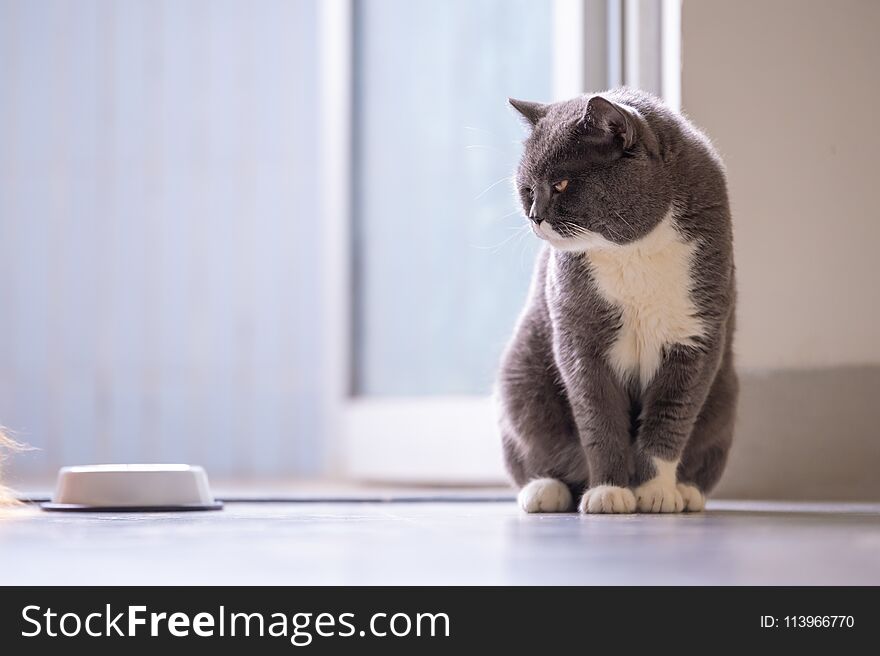 Cute British short hair cat,indoor shooting