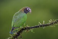Brown-hooded Parrot - Pyrilia Haematotis Stock Photos