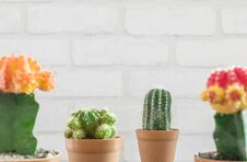 Closeup Fresh Green Cactus In Brown Plastic Pot For Decorate With Blurred Group Of Color Cactus And White Brick Wall Textured Back Royalty Free Stock Image