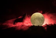 Silhouette Of Howling Wolf Against Dark Toned Foggy Background And Full Moon Or Wolf In Silhouette Howling To The Full Moon. Hallo Stock Photos