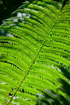 Tree Fern Leaf Stock Photos Tree Fern Leaf Stock Photos
