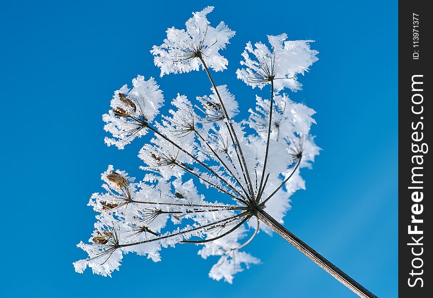 Crystal snow-flowers against the blue sky. Winter wonder of nature crystals of frost.Winter scene landscape