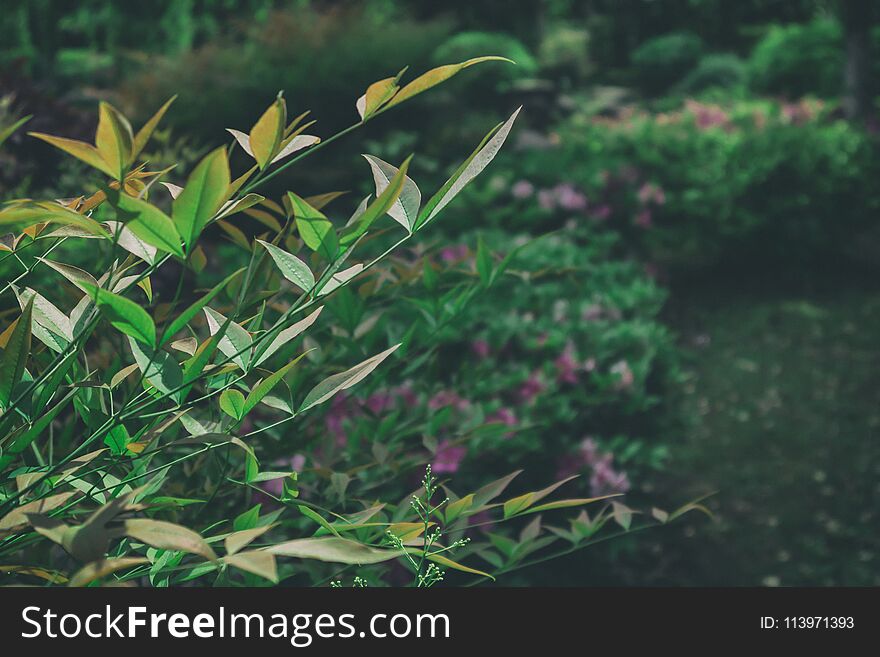 Tender leaf-Acer palmatum