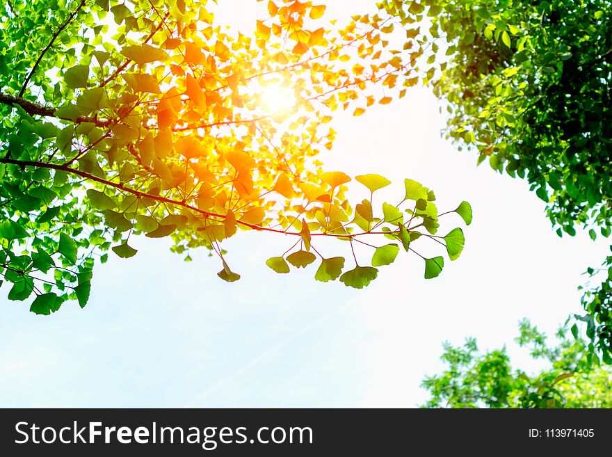 The Leaves Of Ginkgo Biloba Are In The Sun-Ginkgo Biloba L.