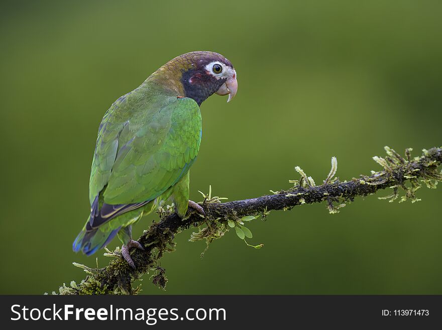 Brown-hooded Parrot - Pyrilia haematotis, beatiful colorful parrot from Central America forest Costa Rica.